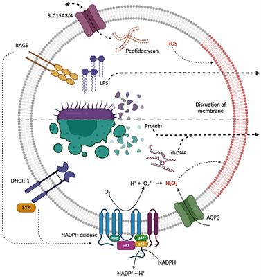 The Delivery of Extracellular “Danger” Signals to Cytosolic Sensors in Phagocytes